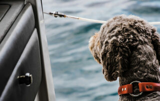 Dog on a boat