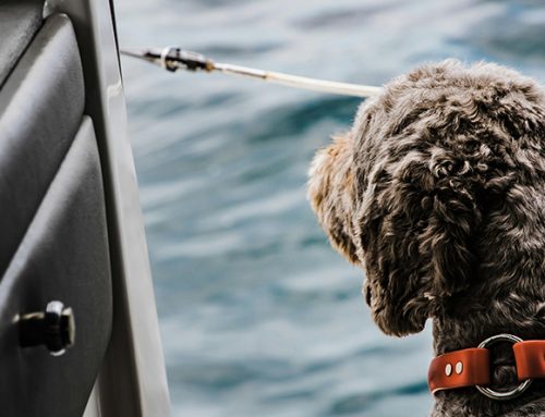 Four Paws Afloat